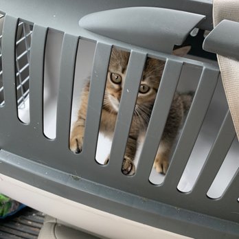 Wakarusa Veterinary Hospital - He's little scared - Veterinarians Near Me - Lawrence, Kansas Wakarusa Veterinary Hospital - He's little scared - Veterinarians Near Me - Lawrence, Kansas