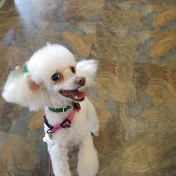 Critter Cleaners - Christmas haircut. Looking fabulous! - Pet Groomers Near Me - San Diego, California Critter Cleaners - Christmas haircut. Looking fabulous! - Pet Groomers Near Me - San Diego, California