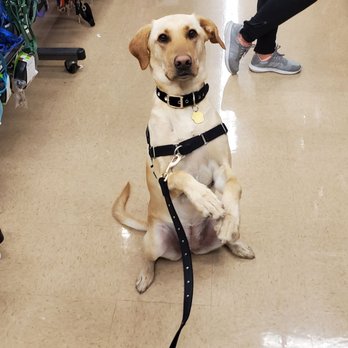 petco dog leg brace