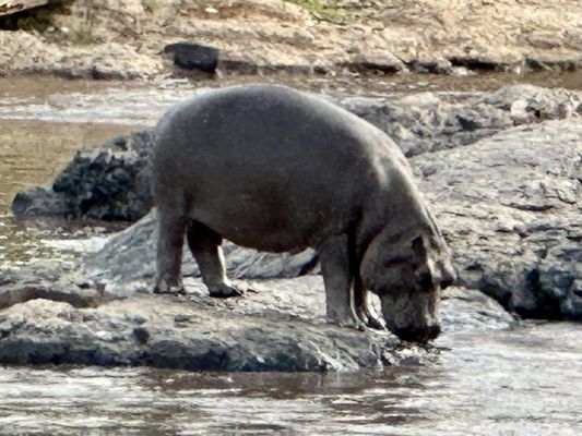 Lion World Travel by null