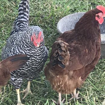 Farm Institute - Chickens - Community Service/Non-Profit Near Me - Edgartown, Massachusetts Farm Institute - Chickens - Community Service/Non-Profit Near Me - Edgartown, Massachusetts