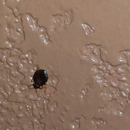 Bed bug found behind night stand when I going to charge my phone.