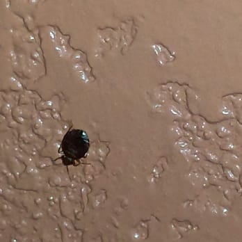 Budget Inn - Bed bug found behind night stand when I going to charge my phone. - Hotels Near Me - La Puente, California