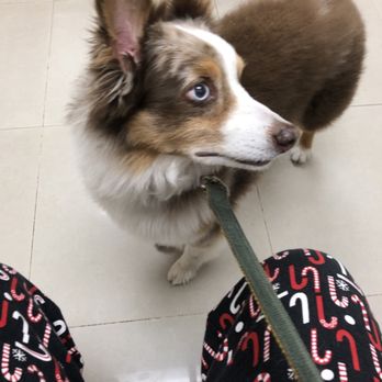 The Animal Doctors - Veterinarians Near Me - Anaheim, California