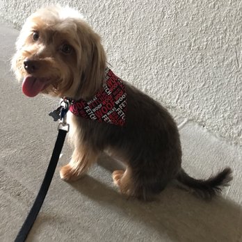 Coco's Mobile Grooming - My cutie - Pet Groomers Near Me