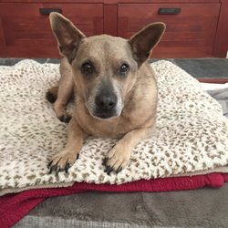 Marlene Martin, DVM - Lulu McBoingBoing