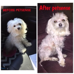 Petsense - Left picture is taken literally on the way to petsense. Right picture does NO justice as to how mangled my dog looks let alone the cut.