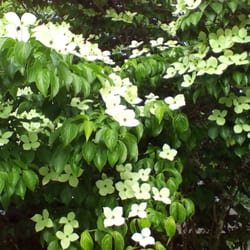 Valhalla Apartments - Beautiful Dogwood trees along driveway.