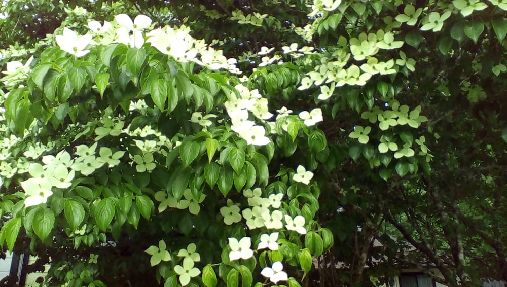 VALHALLA APARTMENTS Updated August 2024 9600 Highway 199, Gasquet