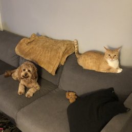 Georgie & Monk Georgie & Monk
