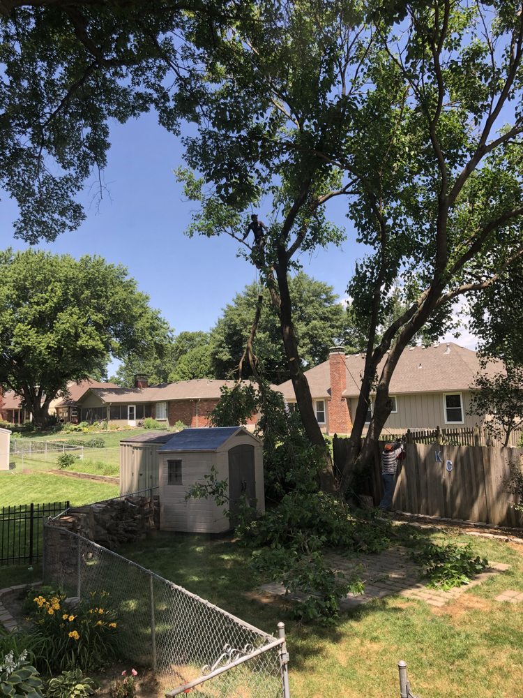 ARBOLES TREE TRIMMING Updated May 2024 Kansas City, Kansas Tree