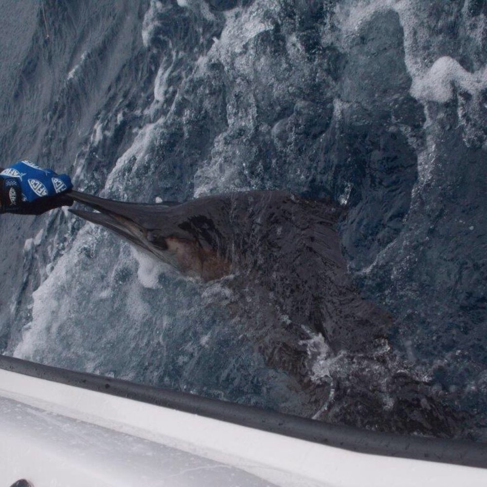 Bouncer's Dusky 33 - A beautiful sailfish two miles off beach - Fishing Near Me - Miami Beach, Florida Bouncer's Dusky 33 - A beautiful sailfish two miles off beach - Fishing Near Me - Miami Beach, Florida