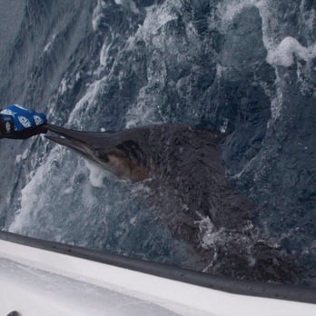 Bouncer's Dusky 33 - A beautiful sailfish two miles off beach - Fishing Near Me - Miami Beach, Florida