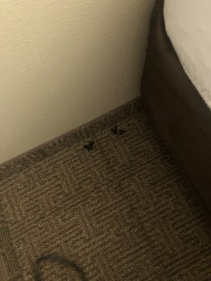 Comfort Inn by null