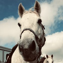Iron Horse Stables - James and Scotty