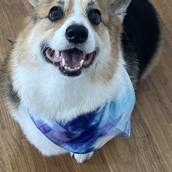 Best Paw Forward Pet Grooming - Archie got all cleaned up today by John!! Great work John!! - Pet Groomers Near Me - Elverta, California Best Paw Forward Pet Grooming - Archie got all cleaned up today by John!! Great work John!! - Pet Groomers Near Me - Elverta, California