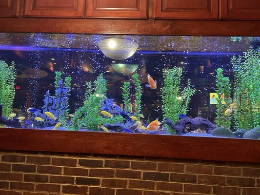 Cheddar's Scratch Kitchen by null