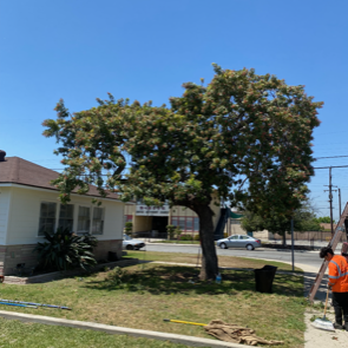 Al’s Tree Care - Tree Services Near Me Al’s Tree Care - Tree Services Near Me