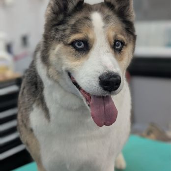 Zuzu's Pet spa - My beautiful girl! - Pet Groomers Near Me - Colorado Springs, Colorado Zuzu's Pet spa - My beautiful girl! - Pet Groomers Near Me - Colorado Springs, Colorado