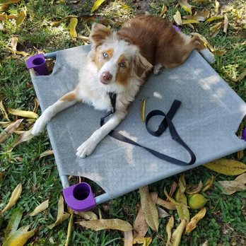 Happy With Dogs - Sassy the Aussie working on place - Pet Training Near Me