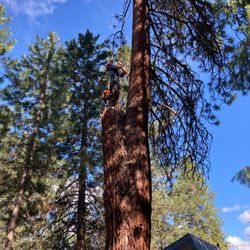 Tony's Tree Service