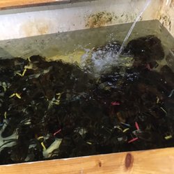 Green Mountain Food Services - Live lobsters