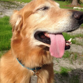 The Muddy Puppy - Happy puppy! - Pet Groomers Near Me - Wallingford, Connecticut The Muddy Puppy - Happy puppy! - Pet Groomers Near Me - Wallingford, Connecticut