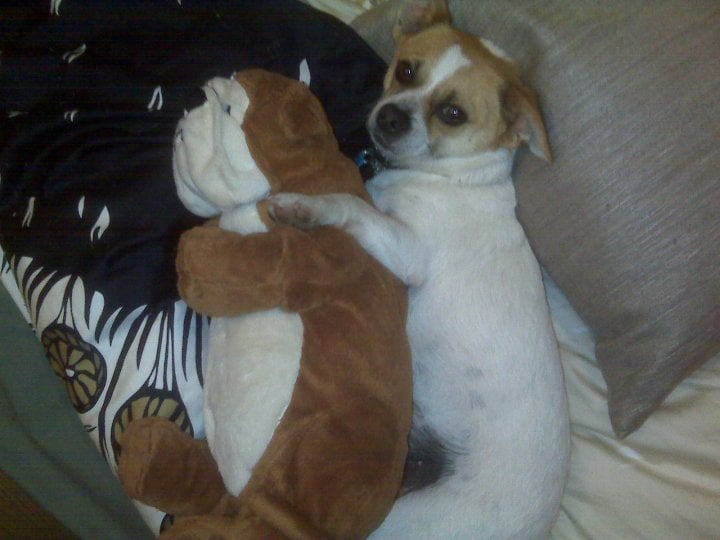 LUCKY DOG PET SITTING Los Angeles, California Dog Walkers Phone