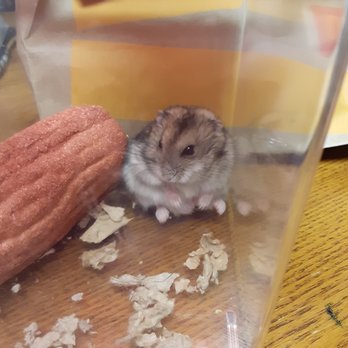Pet Supplies Plus Florence - Dwarf hamster in temporary habitat. - Pet Stores Near Me - Florence, Kentucky Pet Supplies Plus Florence - Dwarf hamster in temporary habitat. - Pet Stores Near Me - Florence, Kentucky