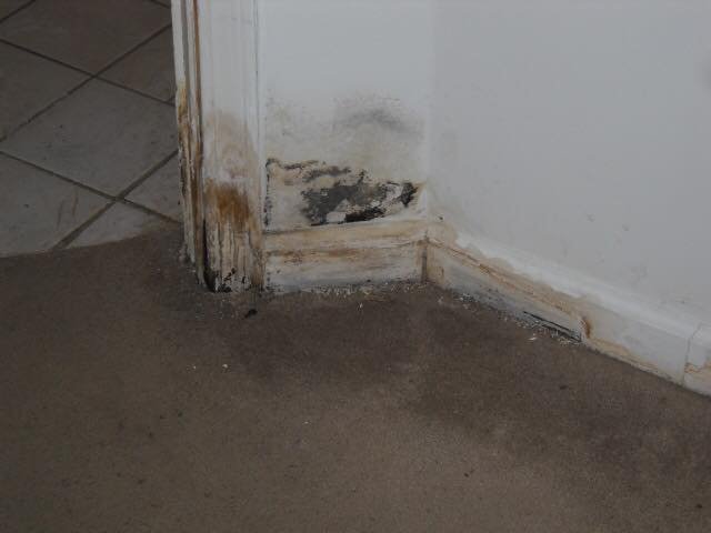 Mold Experts Of Michigan - mold inspector in Auburn Hills, MI