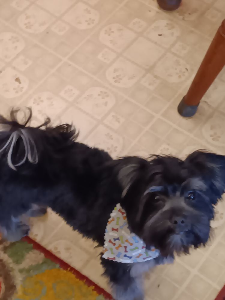 ADORABLE DOG GROOMING Updated August 2024 9367 Hillsboro House