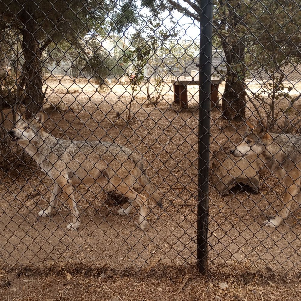 California Wolf Center - Durango & Thor - Zoos Near Me - Julian, California California Wolf Center - Durango & Thor - Zoos Near Me - Julian, California