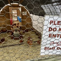 Charley’s Chicks