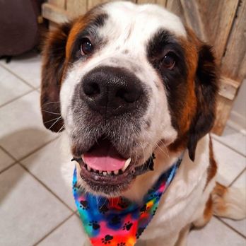 Dapper dog Mobile Grooming - Pet Groomers Near Me Dapper dog Mobile Grooming - Pet Groomers Near Me