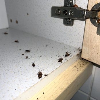 Wissinoming Pest Control - Pest Control Near Me Wissinoming Pest Control - Pest Control Near Me