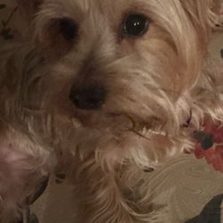 JM Pet Resort & Veterinary Clinic - Bella