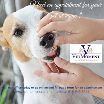 VetMoment - Veterinarians Near Me - Franklin, Tennessee VetMoment - Veterinarians Near Me - Franklin, Tennessee