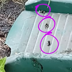 Family Pest Control - And that's all that's left of these buggers!