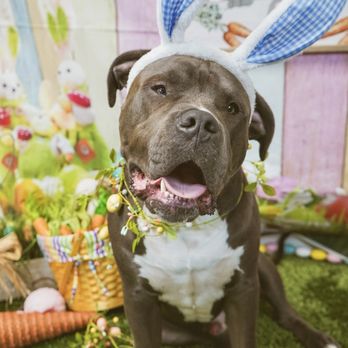 The Animal Keeper - Osi Easter photo - Pet Training Near Me - Oceanside, California The Animal Keeper - Osi Easter photo - Pet Training Near Me - Oceanside, California