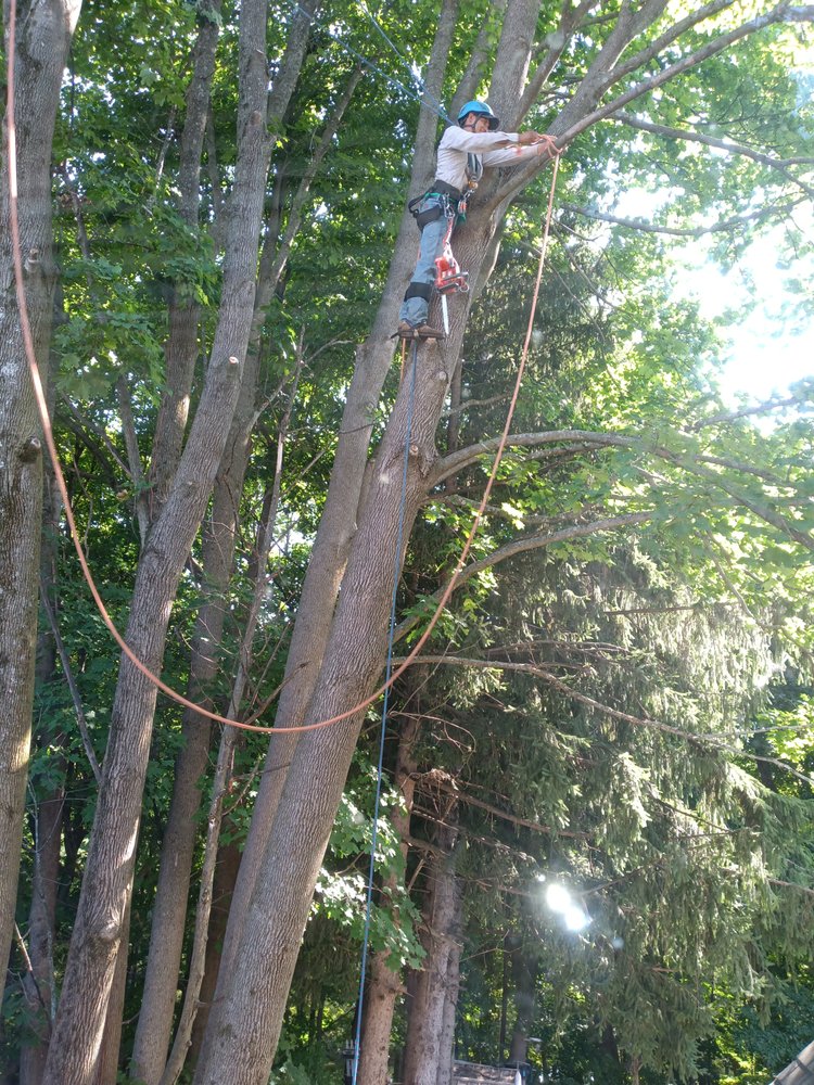 Marvin’s tree service & Landscape - tree service in Marlborough, MA