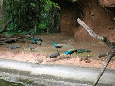 Honolulu Zoo by null