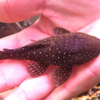 Tom's Tropical Fish - Peppermint pleco - Local Fish Stores Near Me - Long Beach, California Tom's Tropical Fish - Peppermint pleco - Local Fish Stores Near Me - Long Beach, California