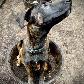 Black Wolf Adventures - Dog Walkers Near Me Black Wolf Adventures - Dog Walkers Near Me