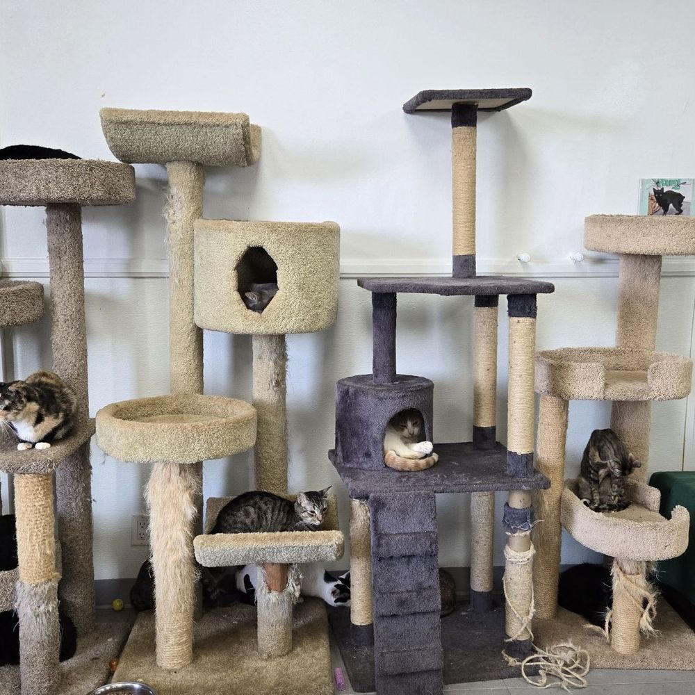 Cat Nap Hangout - Pet Adoption Near Me - Huntington Beach, California Cat Nap Hangout - Pet Adoption Near Me - Huntington Beach, California