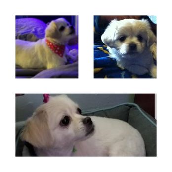 Canine Classics NYC - Pet Training Near Me Canine Classics NYC - Pet Training Near Me