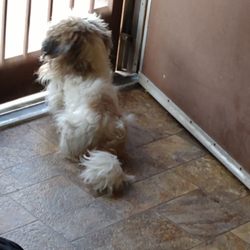 Furry Land Mobile Pet Grooming - Before