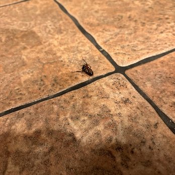 Outback Steakhouse - Roaches - Steakhouses Near Me - Lawton, Oklahoma Outback Steakhouse - Roaches - Steakhouses Near Me - Lawton, Oklahoma