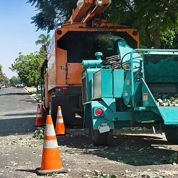 Sandoval Tree Trimming Services - Tree Services Near Me - Weslaco, Texas