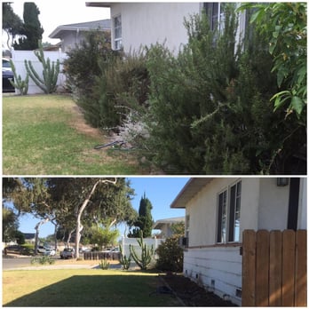 Alberts Tree Service - Nice to look outside the window without shrubs and spiders living at your fingertips. - Tree Services Near Me - Azusa, California