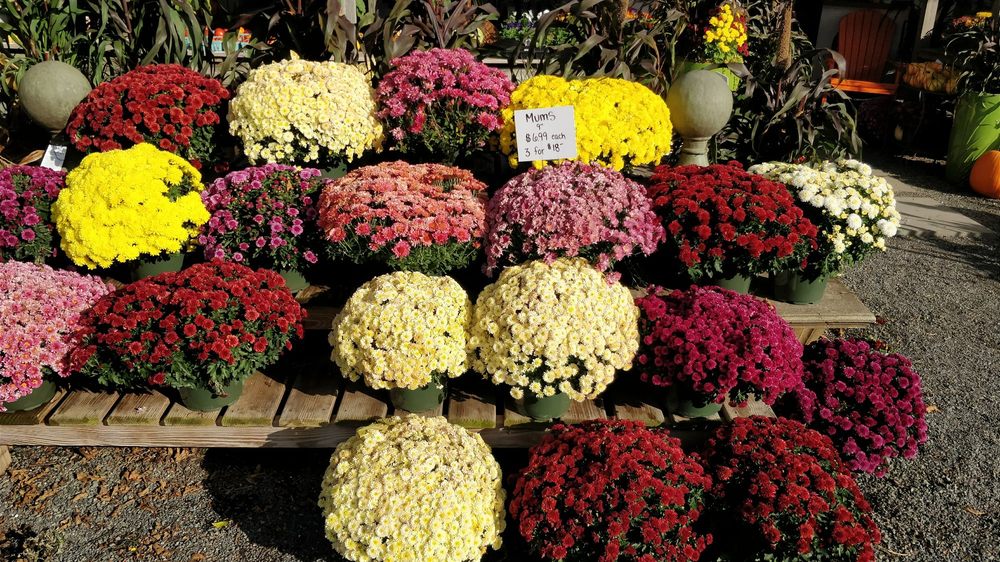 AGWAYPUGHTOWN STORE Updated August 2024 819 Pughtown Rd, Spring City, Pennsylvania Phone